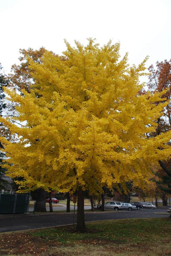 Fall color of a Ginkgo