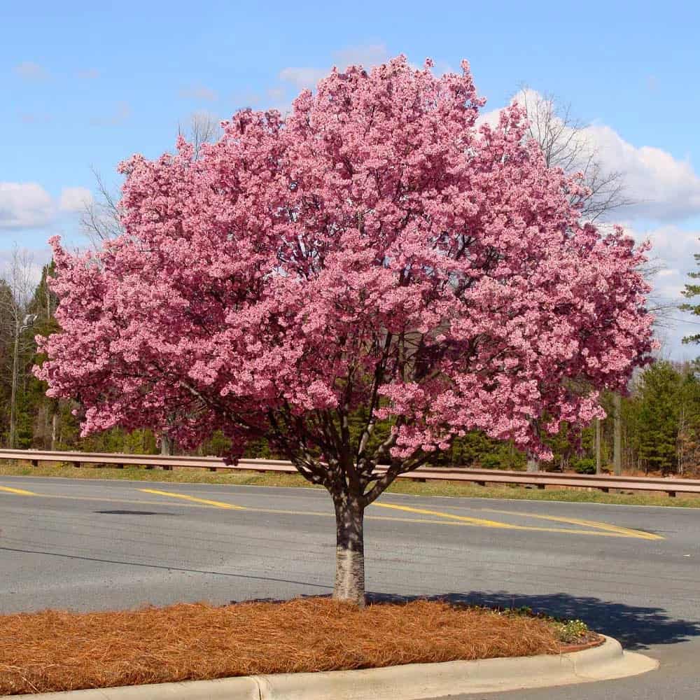 Okame Flowering Cherry