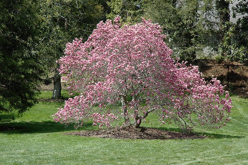 Spring Blooming Ann magnolia