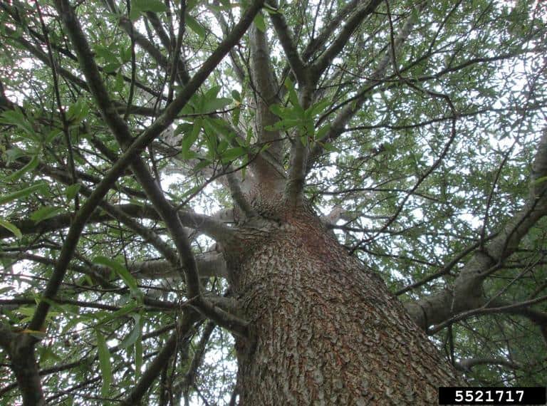 How Water Moves Up a Tree Frisella Nursery Wholesale