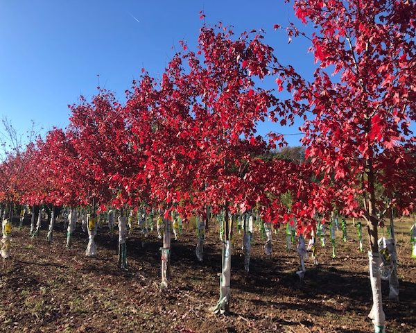 Red Maples Galore!