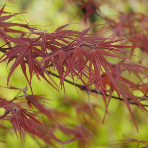 Hard-To-Find Japanese Maples