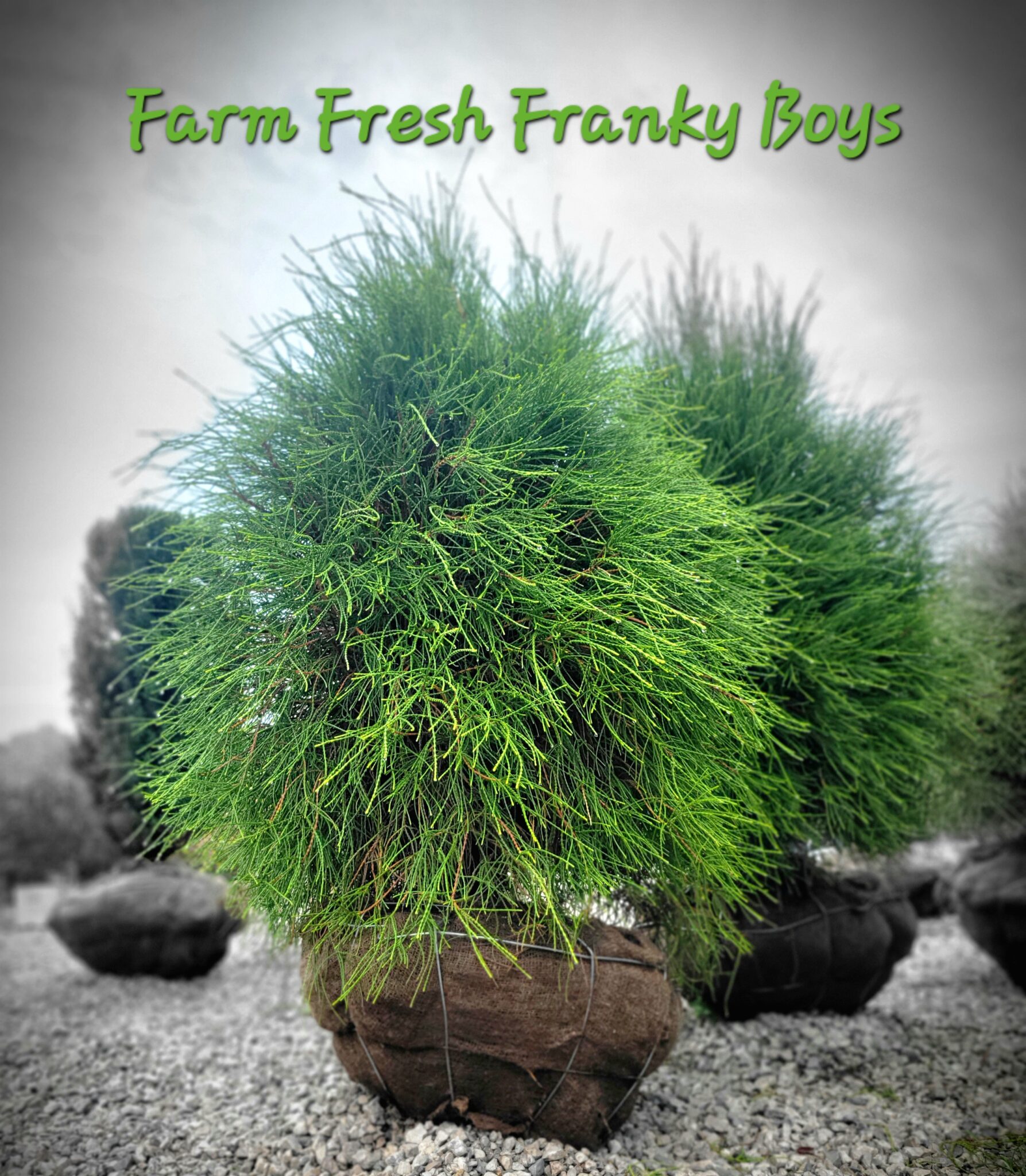 Defrisella Nursery - mcfvaer