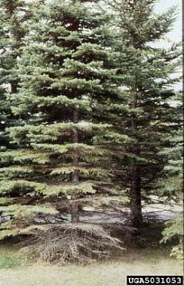 Spruce Needlecast